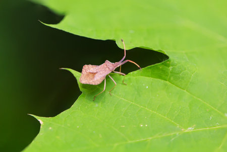 A stinkbug on a green leaf in the wild or in the gardenの写真素材