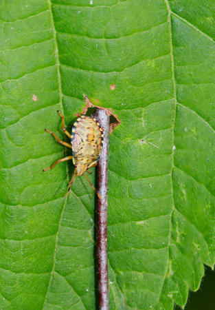 A forest guard beetle, bug on a leaf.の写真素材