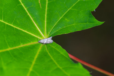 A small shade leaf roller on a leaf.の写真素材