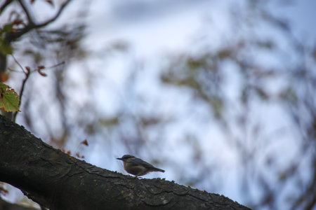 A nuthatch on a branch. A common nuthatch perched on a tree branch in winter.の写真素材