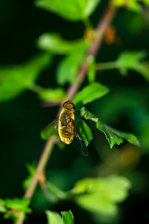 A bee on a bush.の写真素材