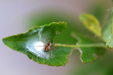 A flat stretcher spider on a leaf.の写真素材