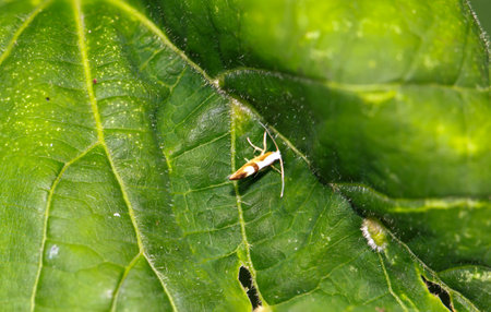 A moth and a lime felt mite on a lime leaf.の写真素材