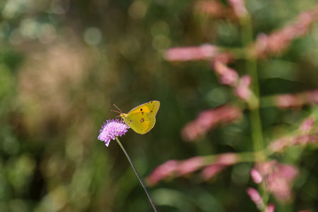 A butterfly in Crete. Butterfly on a pink flower in a summer meadow.の写真素材