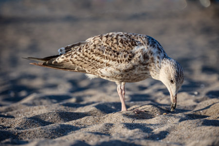 A seagull on the beach of the Baltic Sea.の写真素材