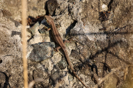 A sand lizard on a wall.Lizard on the rocks in the sunlight. Lizard on the rocks.の写真素材