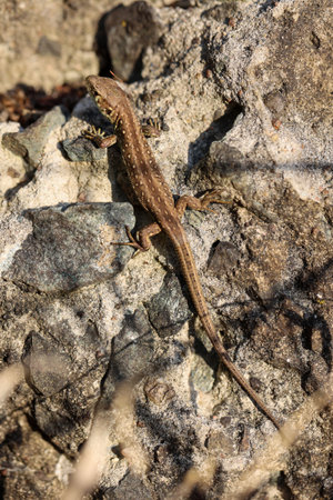 A sand lizard on a wall. Closeup of a lizard on a rock in the sun, Spainの写真素材