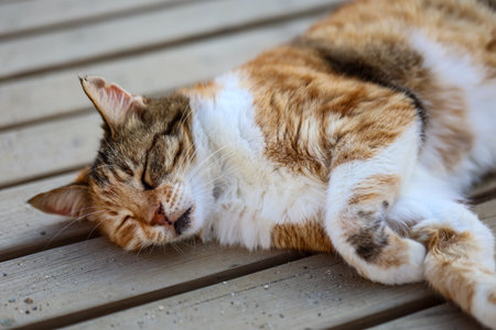 Portrait of a cat lazing around.の写真素材