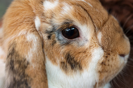 Close-up of a rabbit's head.の写真素材