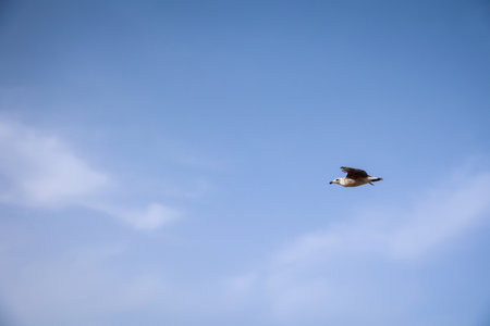 A seagull on the Baltic Sea. seagull flying in the blue sky, closeup of photoの写真素材