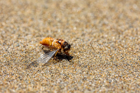 A bug on the beach.