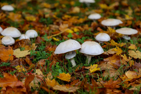 Mushrooms grow in a meadow. Mushrooms growing on the ground in the autumn forest among fallen leaves