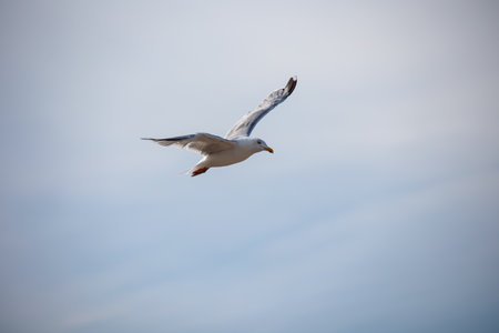 A seagull on the Baltic Sea. Seagull flying in the blue sky, closeup of photoの写真素材