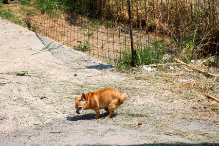 A dog relieves itself on a street. Pet in the countrysideの写真素材