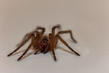 Close-up of a stone-plate spider.の写真素材