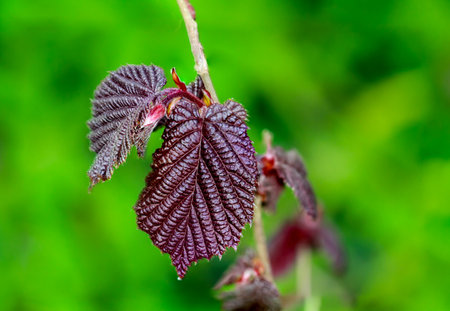 The red leaves of the hazel.の写真素材