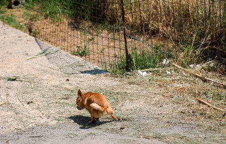 A dog relieves itself on a street. Red dog walking on the street in the village. Selective focus.の写真素材