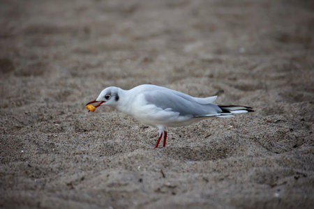 A black-headed gull, seagull on the beach.Seagull on the beach of the Baltic Sea in Poland.の写真素材