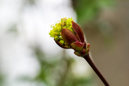 Young shoots of a maple tree.の写真素材