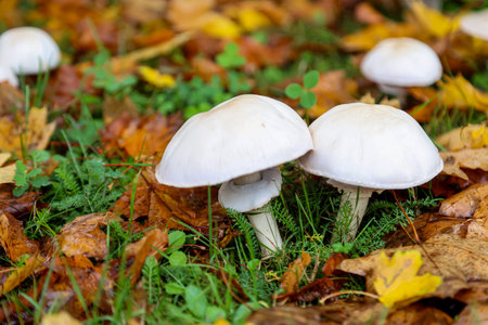 Mushrooms grow in a meadow. White mushrooms grow in the autumn forest among fallen leaves and grass.の写真素材