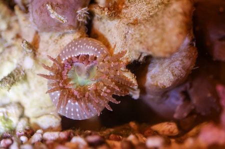 A sand anemone in a saltwater aquarium.の写真素材