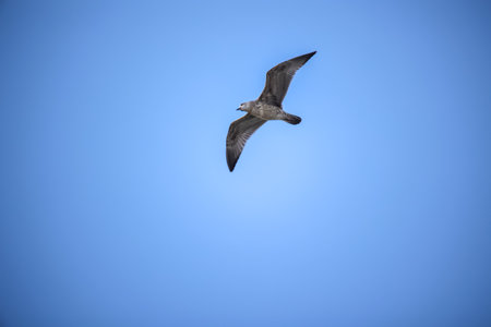 A seagull on the Baltic Sea. Flying seagull on blue sky background. Bird in flight.の写真素材