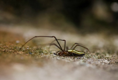 A common spider on a stone.の写真素材
