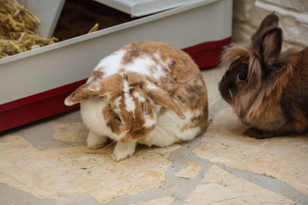 Two dwarf rabbits in front of their hutch.の写真素材