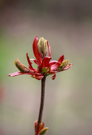 Young shoots of a red maple.の写真素材