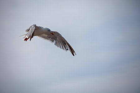 A seagull on the Baltic Sea. Seagull flying in the sky over the sea, blue sky backgroundの写真素材