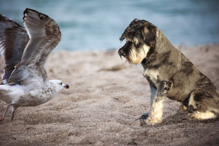A dog and a seagull on the beach.の写真素材