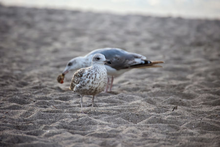 A seagull on the beach of the Baltic Sea.の写真素材