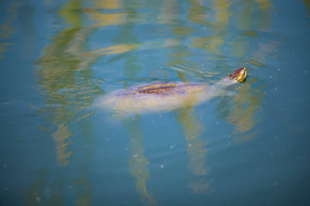 A swimming pond turtle.の写真素材