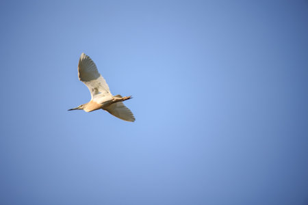 Portrait of Ardeola ralloides (squacco heron) in Crete.