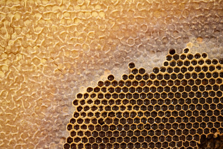 A honeycomb with some of the cells already closed.