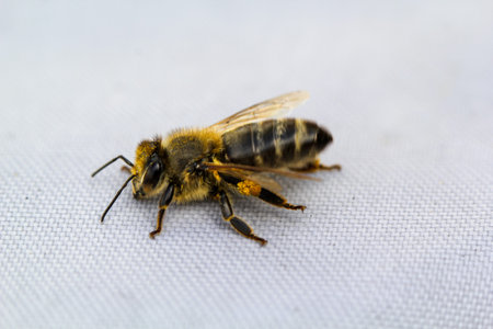 A bee on a white cloth.