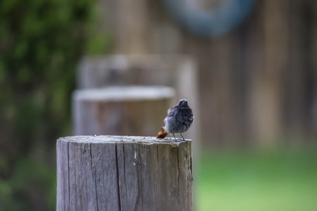 A black redstart on a wall made of logs. Redstart (Phoenicurus ochruros) on a post
