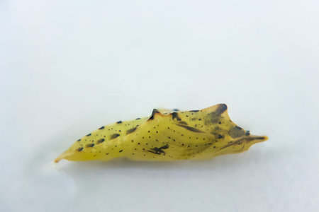 The pupa of a butterfly on a sheet of paper. Yellow caterpillar on a white background, close-up,...