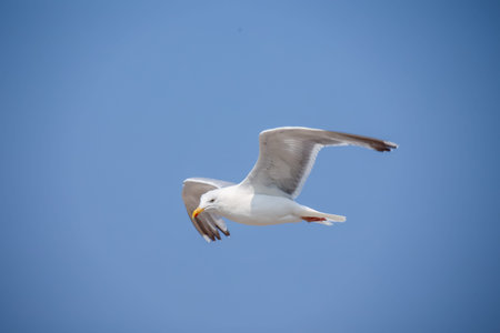 Seagull flying in the blue sky.