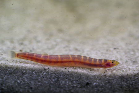 A spotted barbel, Pangio kuhli, in an aquarium.