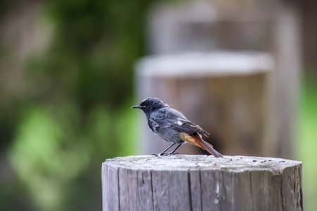 A black redstart on a post.の写真素材