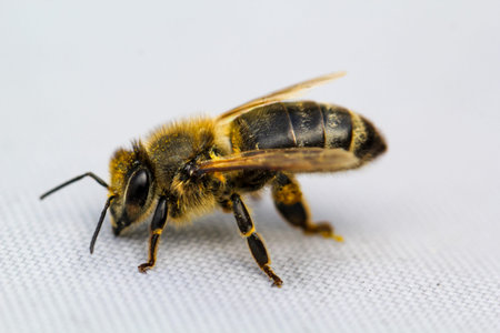 Bee on a white background. Close up. Macro photography.