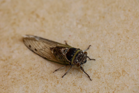 Cicada insect on the ground.