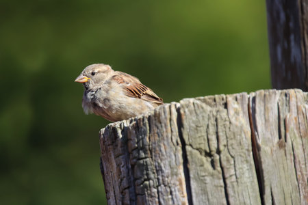 House Sparrow (Passer domesticus) perched on a wooden postの写真素材