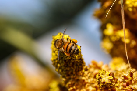 Honey bee on yellow flower in the garden. Macro photography.