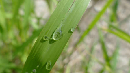 water drops on green leave closeupの写真素材
