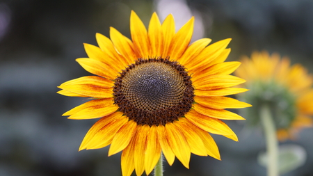 sunflower close upの写真素材