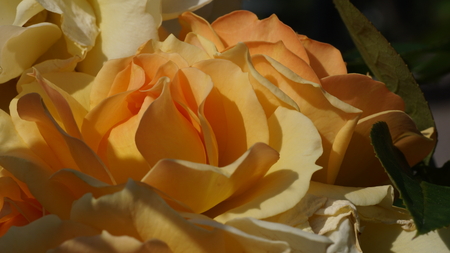 yellow rose close upの写真素材