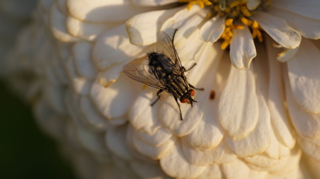 Bow tie on white flowerの写真素材