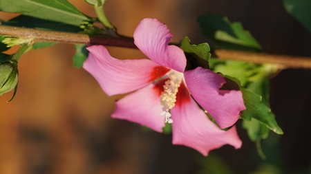 pink hibiscusの写真素材
